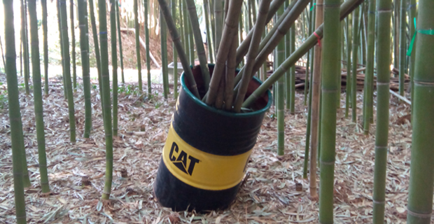 bosco-bambu-bambuseto-c